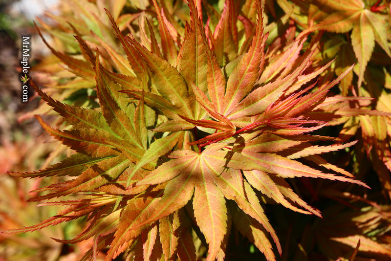 - Acer palmatum 'Mystic Mikawa' Miniature Japanese Maple - Mr Maple │ Buy Japanese Maple Trees