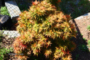 - Acer palmatum 'Mystic Mikawa' Miniature Japanese Maple - Mr Maple │ Buy Japanese Maple Trees
