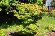 - Acer palmatum 'Mayday' Rare Dwarf Japanese Maple - Mr Maple │ Buy Japanese Maple Trees