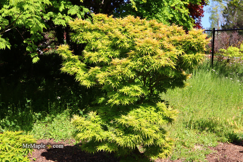 - Acer palmatum 'Mayday' Rare Dwarf Japanese Maple - Mr Maple │ Buy Japanese Maple Trees