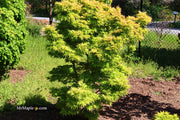 - Acer palmatum 'Mayday' Rare Dwarf Japanese Maple - Mr Maple │ Buy Japanese Maple Trees