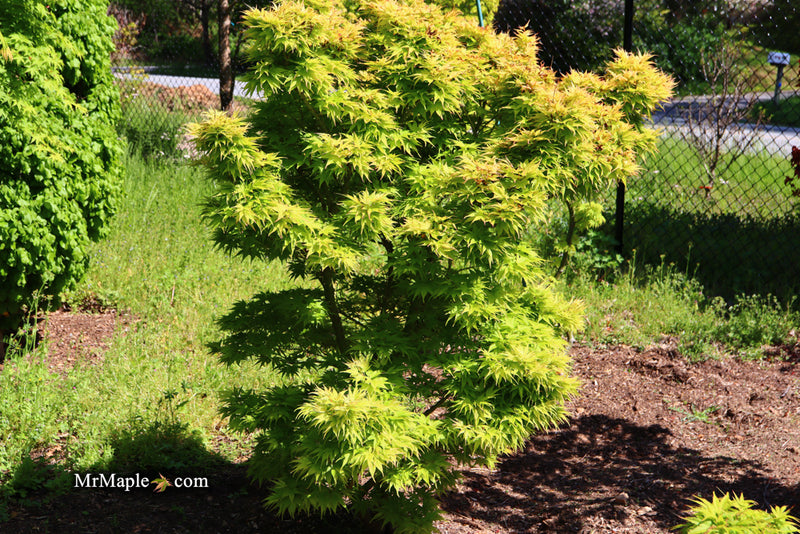 - Acer palmatum 'Mayday' Rare Dwarf Japanese Maple - Mr Maple │ Buy Japanese Maple Trees