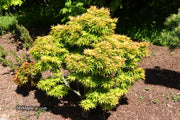 - Acer palmatum 'Mayday' Rare Dwarf Japanese Maple - Mr Maple │ Buy Japanese Maple Trees