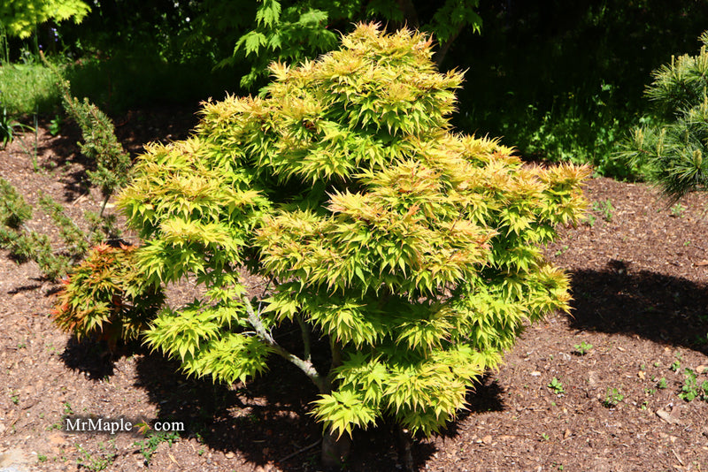 - Acer palmatum 'Mayday' Rare Dwarf Japanese Maple - Mr Maple │ Buy Japanese Maple Trees