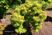 - Acer palmatum 'Mayday' Rare Dwarf Japanese Maple - Mr Maple │ Buy Japanese Maple Trees