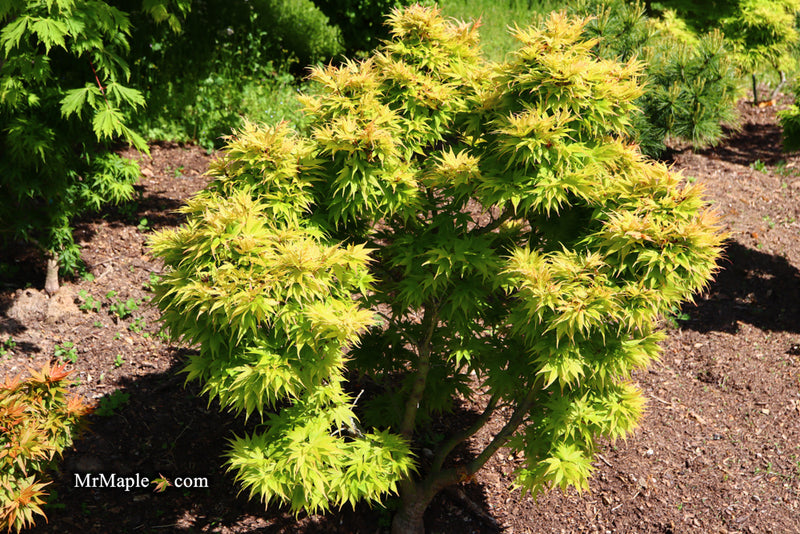 - Acer palmatum 'Mayday' Rare Dwarf Japanese Maple - Mr Maple │ Buy Japanese Maple Trees