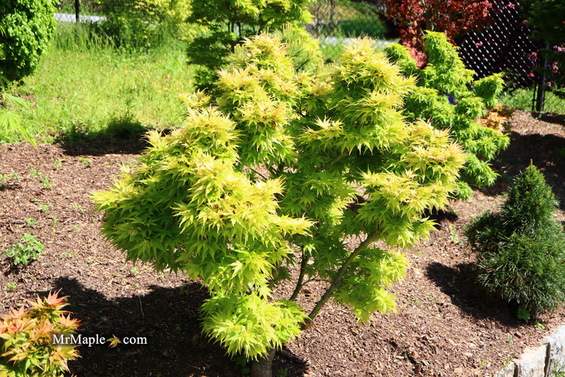 - Acer palmatum 'Mayday' Rare Dwarf Japanese Maple - Mr Maple │ Buy Japanese Maple Trees