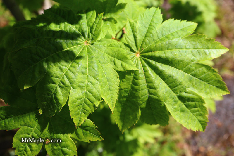 - Acer japonicum 'Taki no gawa' Full Moon Japanese Maple - Mr Maple │ Buy Japanese Maple Trees