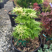 - Acer palmatum 'Snow Kitten' Japanese Maple - Mr Maple │ Buy Japanese Maple Trees