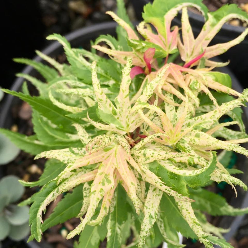 - Acer palmatum 'Snow Kitten' Japanese Maple - Mr Maple │ Buy Japanese Maple Trees