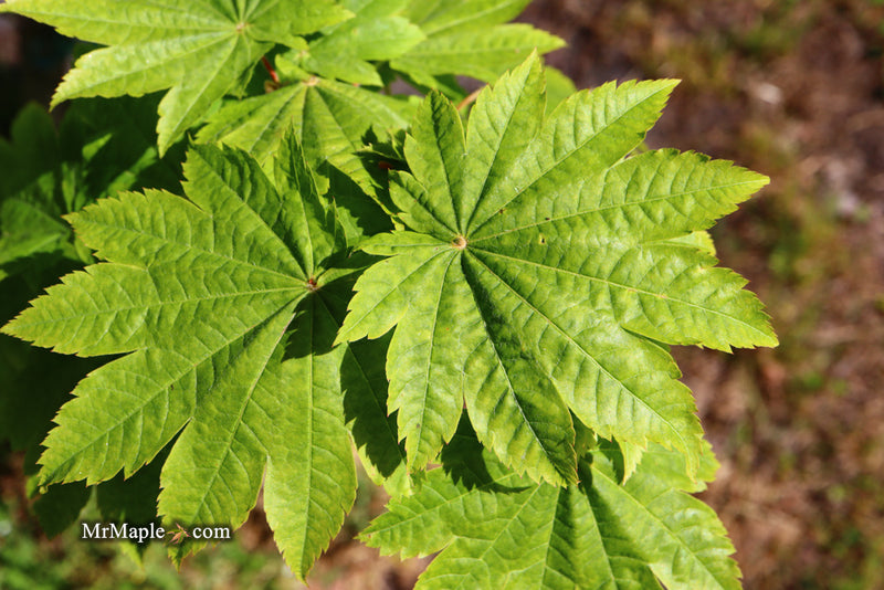 - Acer japonicum 'Taki no gawa' Full Moon Japanese Maple - Mr Maple │ Buy Japanese Maple Trees