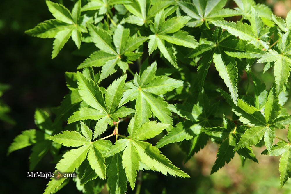 Acer palmatum 'Nanyat' Green Bark Dwarf Japanese Maple