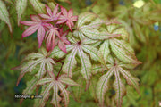 - Acer palmatum 'Amber Ghost' Japanese Maple - Mr Maple │ Buy Japanese Maple Trees