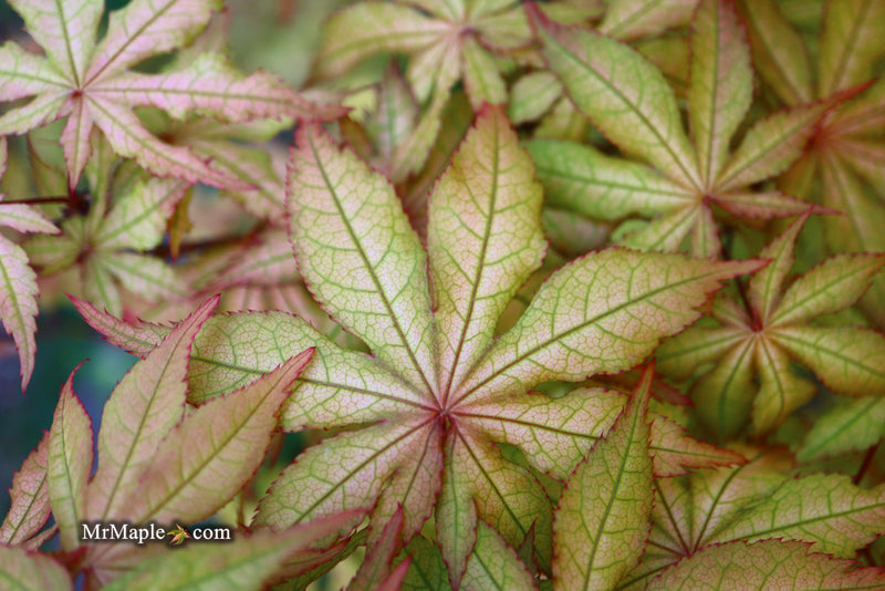 - Acer palmatum 'Amber Ghost' Japanese Maple - Mr Maple │ Buy Japanese Maple Trees