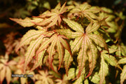 - Acer palmatum 'Amber Ghost' Japanese Maple - Mr Maple │ Buy Japanese Maple Trees