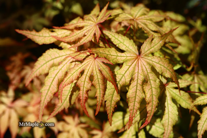 - Acer palmatum 'Amber Ghost' Japanese Maple - Mr Maple │ Buy Japanese Maple Trees