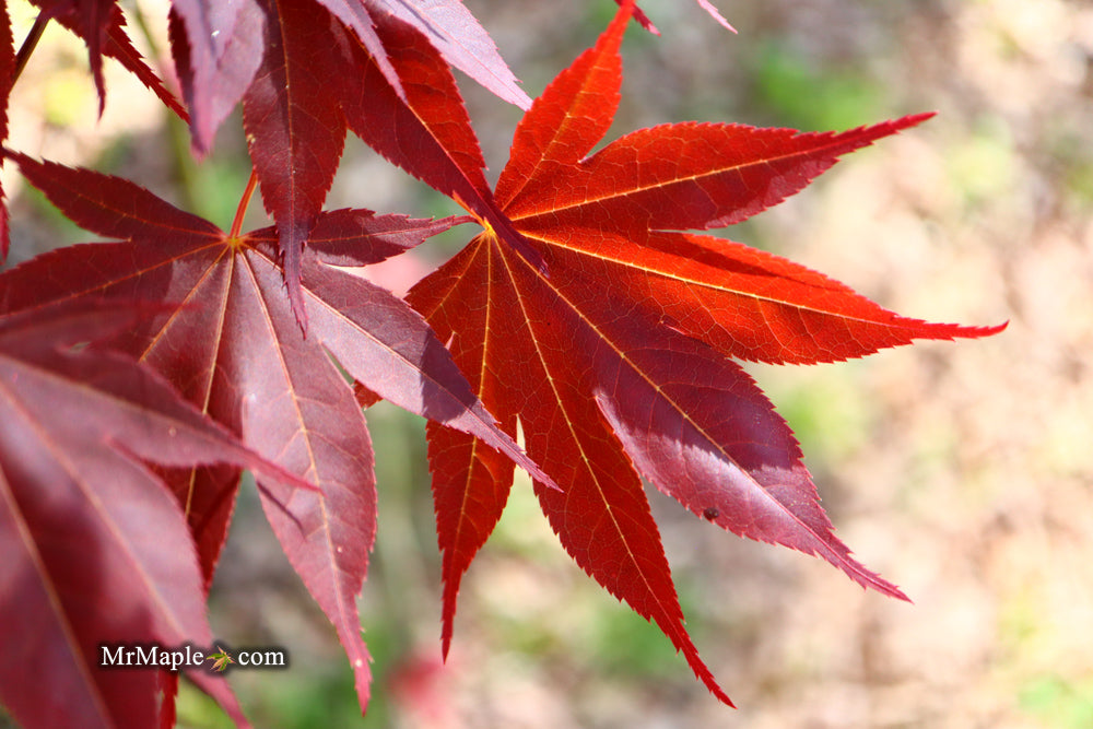 Acer palmatum 'O shi rini' Japanese Maple