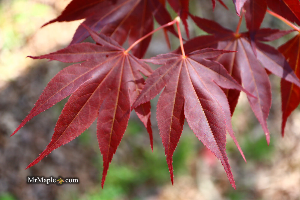 Acer palmatum 'O shi rini' Japanese Maple