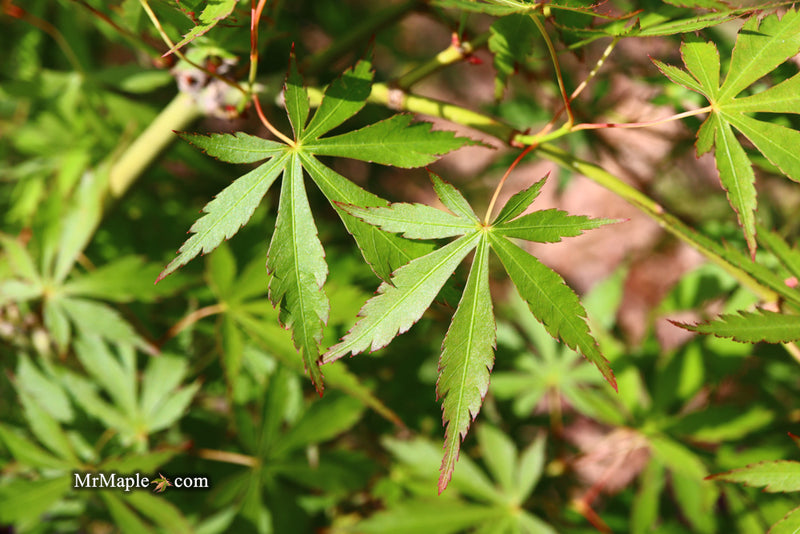- Acer palmatum 'Fountain of Youth' Japanese Maple - Mr Maple │ Buy Japanese Maple Trees
