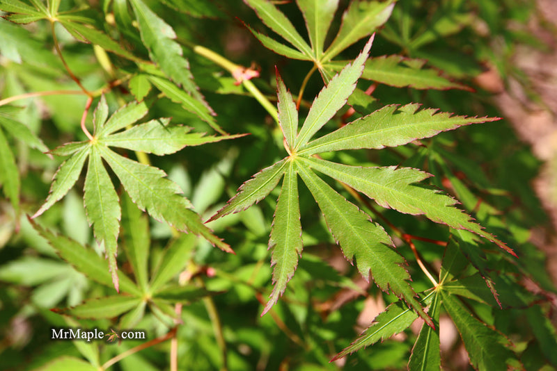 - Acer palmatum 'Fountain of Youth' Japanese Maple - Mr Maple │ Buy Japanese Maple Trees