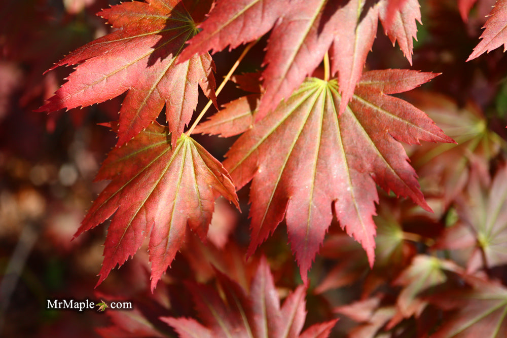 Acer shirasawanum 'Purple Velvet' Japanese Maple