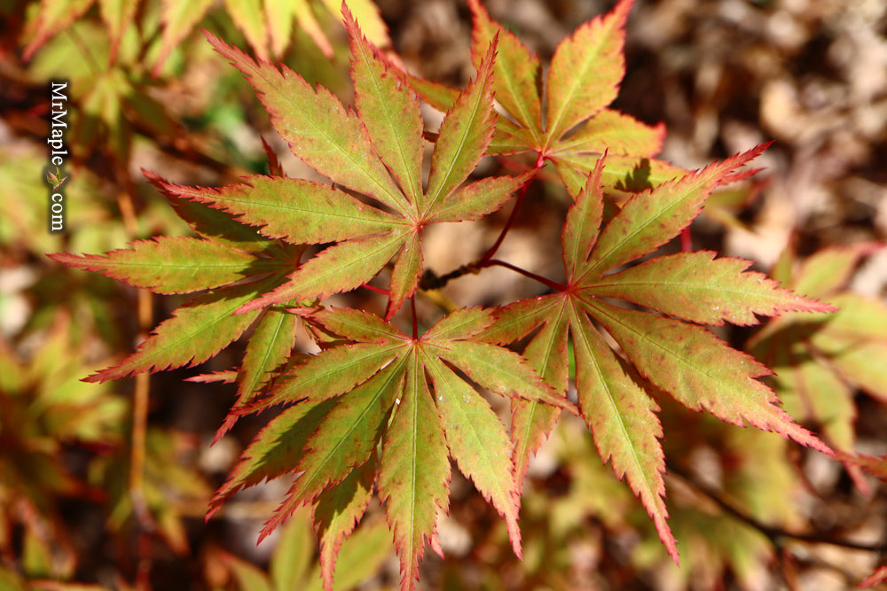 Acer palmatum 'Green Elf' Japanese Maple