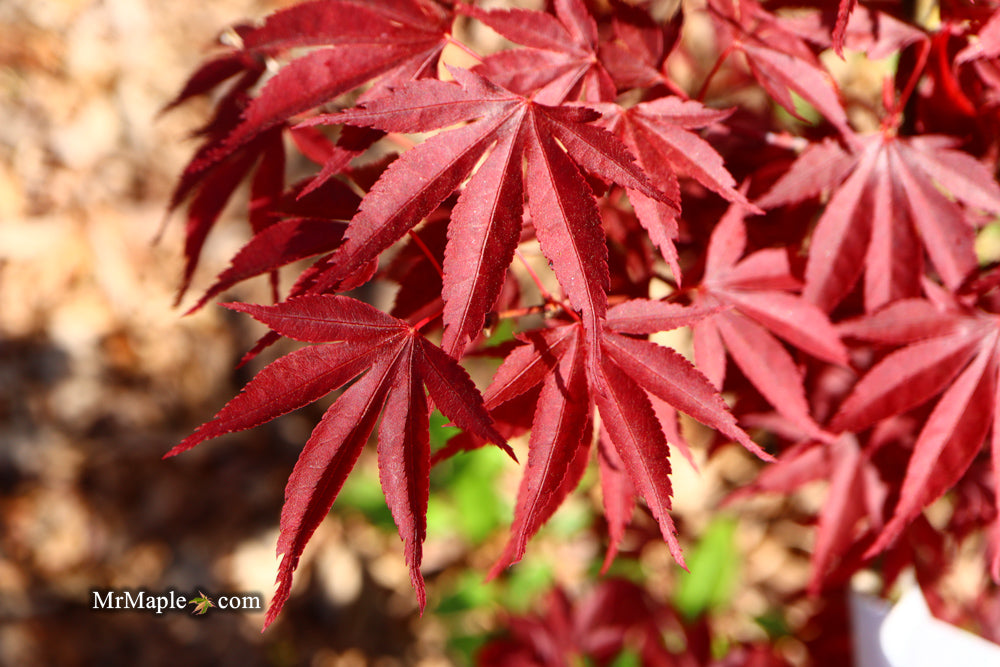 Acer palmatum ‘Star of Assisi' Rare Japanese Maple