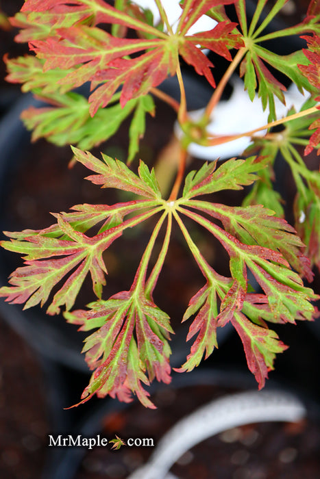 Acer japonicum 'Oregon Fern' Full Moon Japanese Maple