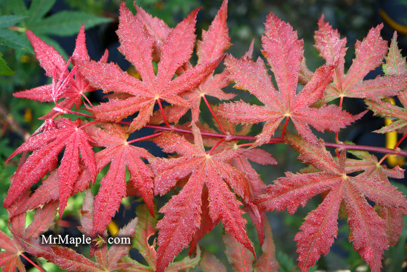 - Acer palmatum 'Purple Ghost' Japanese Maple - Mr Maple │ Buy Japanese Maple Trees