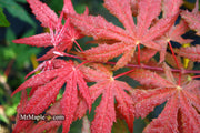 - Acer palmatum 'Purple Ghost' Japanese Maple - Mr Maple │ Buy Japanese Maple Trees