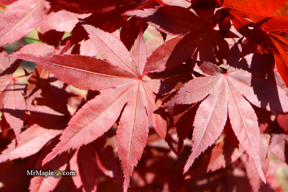 Acer palmatum 'Oriental Mystery' Japanese Maple