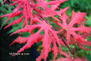- FOR PICKUP ONLY | Acer palmatum 'Purple Ghost' Japanese Maple | DOES NOT SHIP - Mr Maple │ Buy Japanese Maple Trees