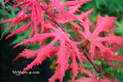 - Acer palmatum 'Purple Ghost' Japanese Maple - Mr Maple │ Buy Japanese Maple Trees