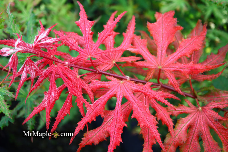 - Acer palmatum 'Purple Ghost' Japanese Maple - Mr Maple │ Buy Japanese Maple Trees