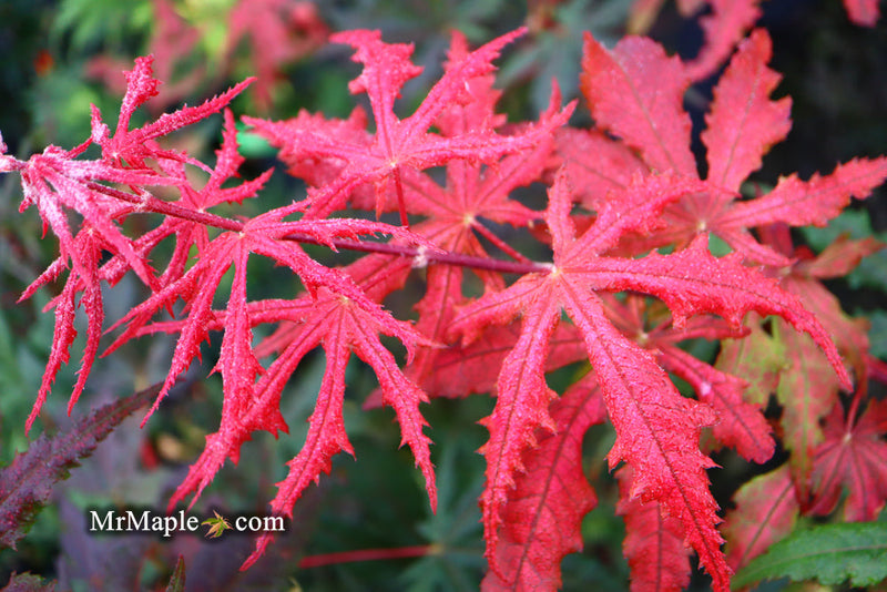 - FOR PICKUP ONLY | Acer palmatum 'Purple Ghost' Japanese Maple | DOES NOT SHIP - Mr Maple │ Buy Japanese Maple Trees
