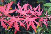 - Acer palmatum 'Purple Ghost' Japanese Maple - Mr Maple │ Buy Japanese Maple Trees