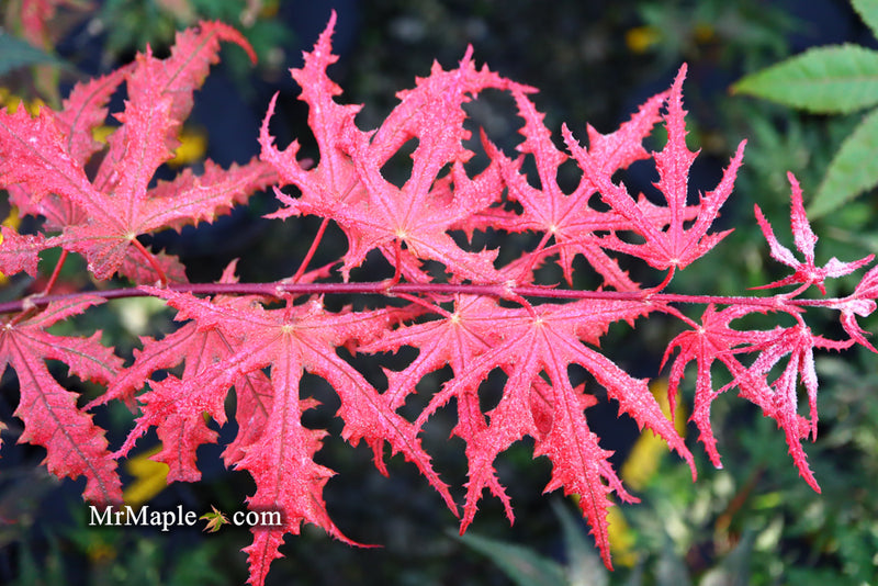 - Acer palmatum 'Purple Ghost' Japanese Maple - Mr Maple │ Buy Japanese Maple Trees