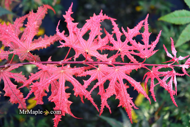 - FOR PICKUP ONLY | Acer palmatum 'Purple Ghost' Japanese Maple | DOES NOT SHIP - Mr Maple │ Buy Japanese Maple Trees