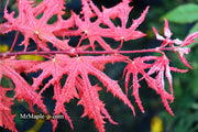 - FOR PICKUP ONLY | Acer palmatum 'Purple Ghost' Japanese Maple | DOES NOT SHIP - Mr Maple │ Buy Japanese Maple Trees