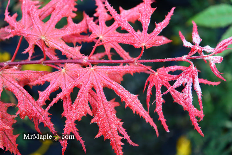 - FOR PICKUP ONLY | Acer palmatum 'Purple Ghost' Japanese Maple | DOES NOT SHIP - Mr Maple │ Buy Japanese Maple Trees