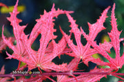 - FOR PICKUP ONLY | Acer palmatum 'Purple Ghost' Japanese Maple | DOES NOT SHIP - Mr Maple │ Buy Japanese Maple Trees