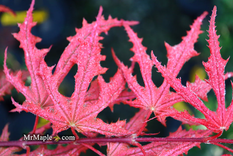 - Acer palmatum 'Purple Ghost' Japanese Maple - Mr Maple │ Buy Japanese Maple Trees