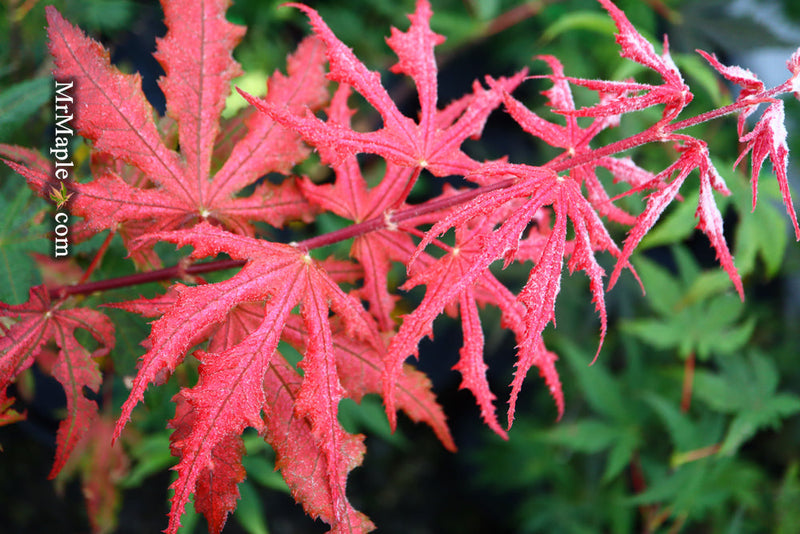 - FOR PICKUP ONLY | Acer palmatum 'Purple Ghost' Japanese Maple | DOES NOT SHIP - Mr Maple │ Buy Japanese Maple Trees