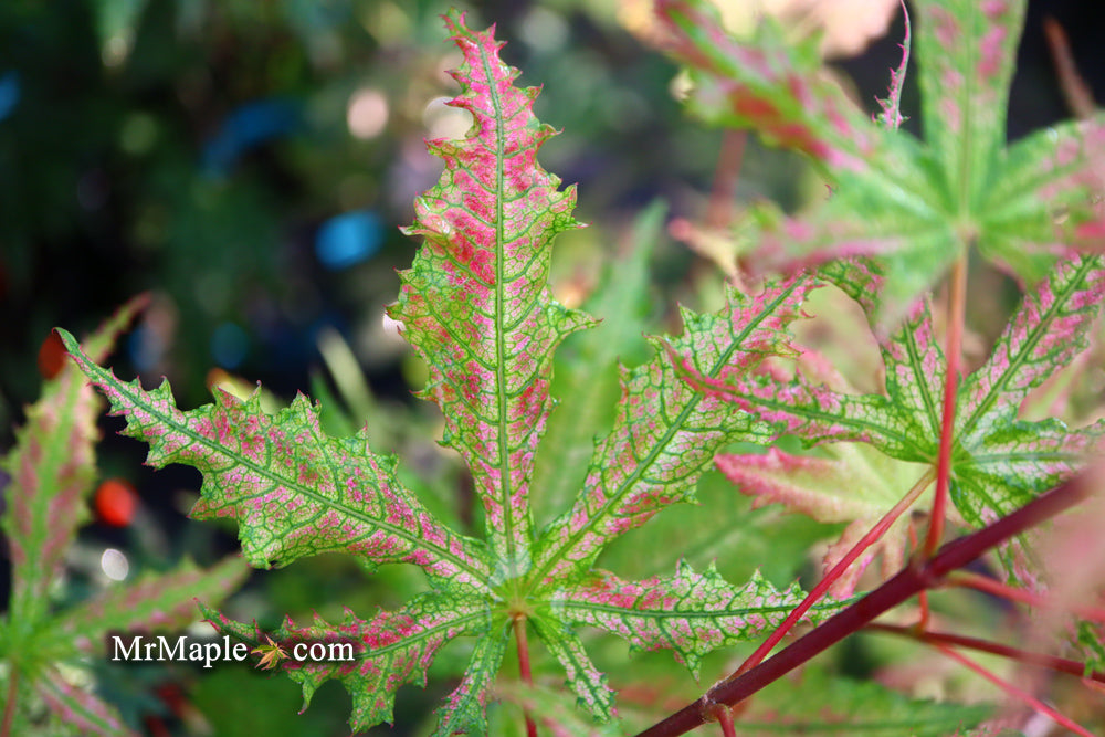 Acer palmatum 'Nebula' Variegated Japanese Maple