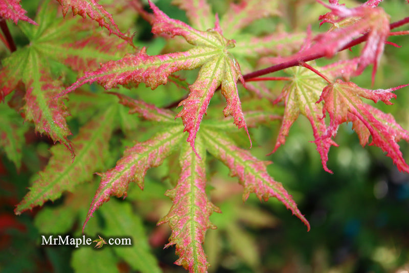- Acer palmatum 'Nebula' Variegated Japanese Maple - Mr Maple │ Buy Japanese Maple Trees