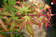 - Acer palmatum 'Nebula' Variegated Japanese Maple - Mr Maple │ Buy Japanese Maple Trees