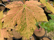 - Acer pseudoplatanus 'Esk Sunset' Rare Variegated Eskimo Sunset Maple - Mr Maple │ Buy Japanese Maple Trees