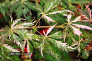 - Acer palmatum 'Lileeanne's Jewel' Japanese Maple - Mr Maple │ Buy Japanese Maple Trees