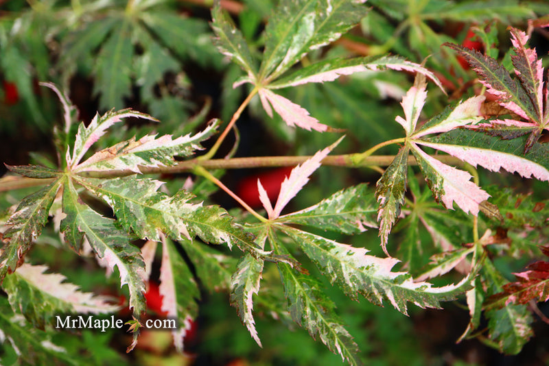 - Acer palmatum 'Lileeanne's Jewel' Japanese Maple - Mr Maple │ Buy Japanese Maple Trees