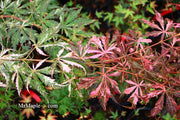 - Acer palmatum 'Lileeanne's Jewel' Japanese Maple - Mr Maple │ Buy Japanese Maple Trees